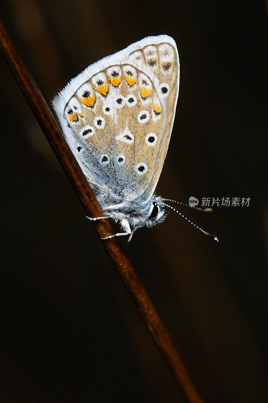 蓝白鹭/普通的蓝蝴蝶